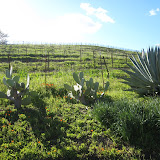 Cooper-Garrod Winery