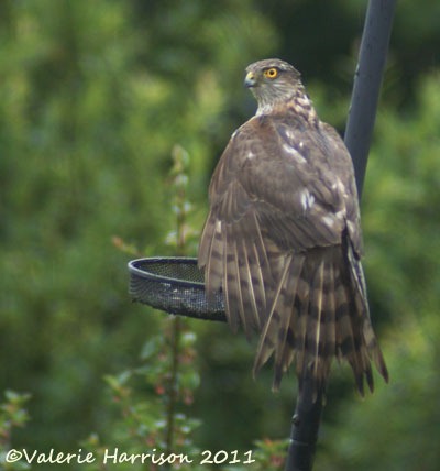 [2%2520sparrowhawk%255B2%255D.jpg]