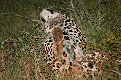 Oh yeah, thats the spot - leopard having a good scratch in the grass (more likely actually scent marking, but it looked like he was enjoying it).