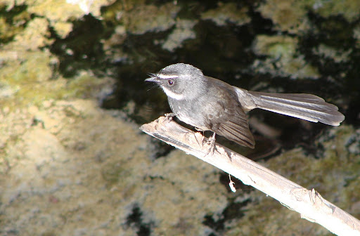 Whitebrowed Fantail Rhipidura aureola Birds of India 20072008