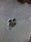 And happy little paw prints decorated the streets!