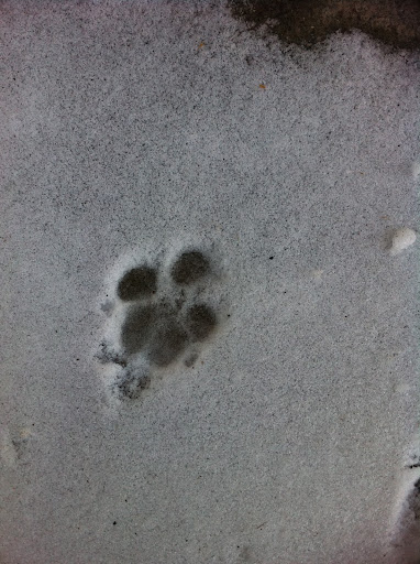 And happy little paw prints decorated the streets!