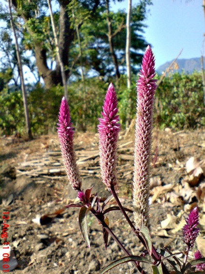 Celosia argentea - Cockscomb - Boroco Flower