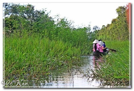 Ngắm cánh đồng sen bạt ngàn ở miền Tây, Đồng Tháp, Việt Nam
