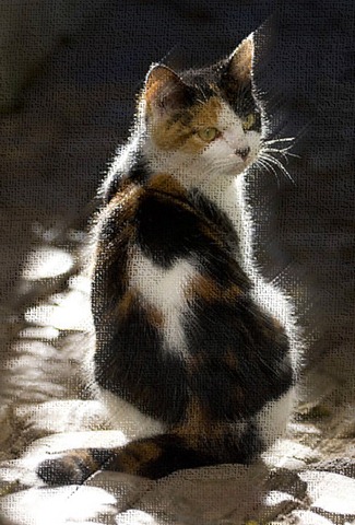 [gata%2520tricolor%255B4%255D.jpg]