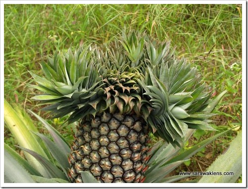 pineapple_multiple_crowns3