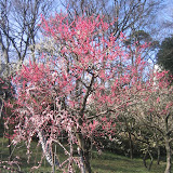 The first plum blossoms of the year in Inokashira Park. This park is also popular spot for hanami (cherry blossom viewing) in the Spring.