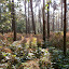 Groep zes naar het bos