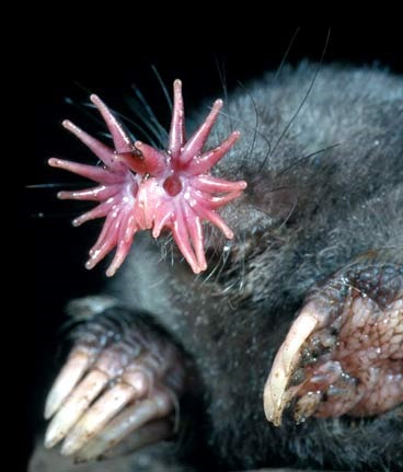 [Amazing%2520Animal%2520Pictures%2520Star%2520Nosed%2520Mole%2520%25285%2529%255B4%255D.jpg]