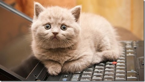 cats on keyboards 01b