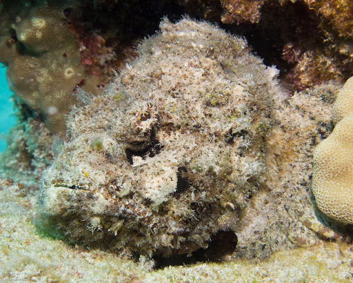 P3242855