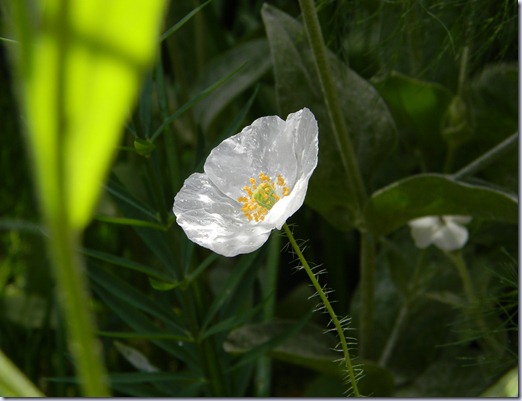 DSCN5665 DSCN5665
