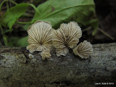 common splitgill gills