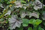 Heuchera