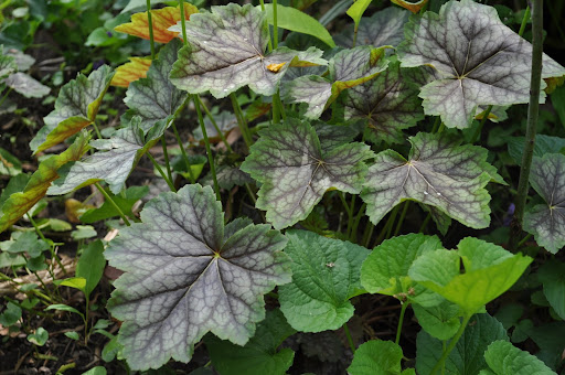Heuchera