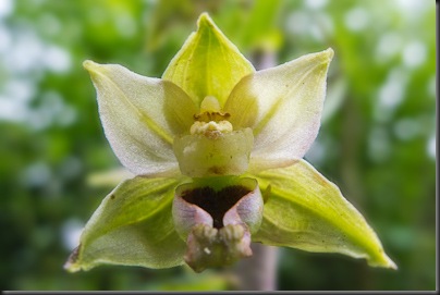 Broad leaved Helleborine