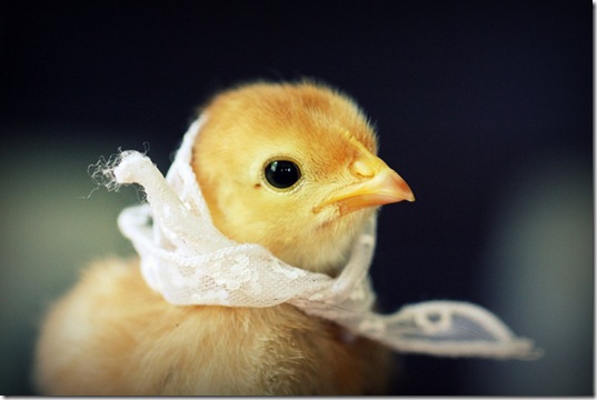 chick-in-hats-6
