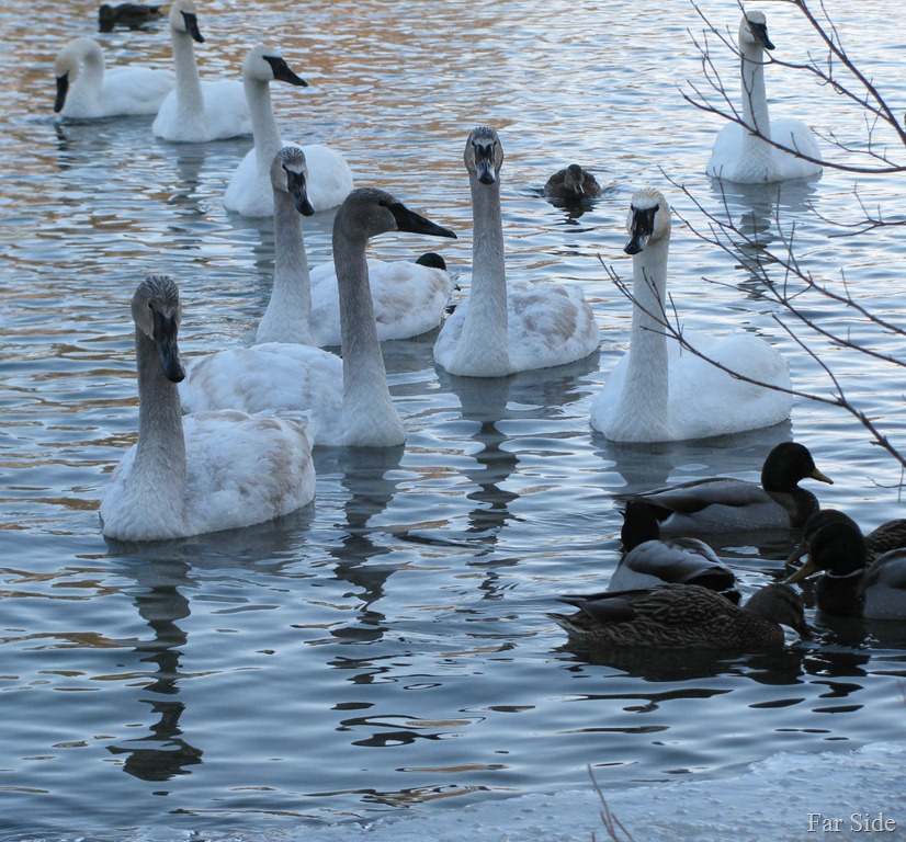 [Swans%2520and%2520Ducks%2520group%255B11%255D.jpg]