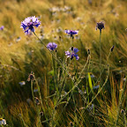 IMG_1170rt.jpg