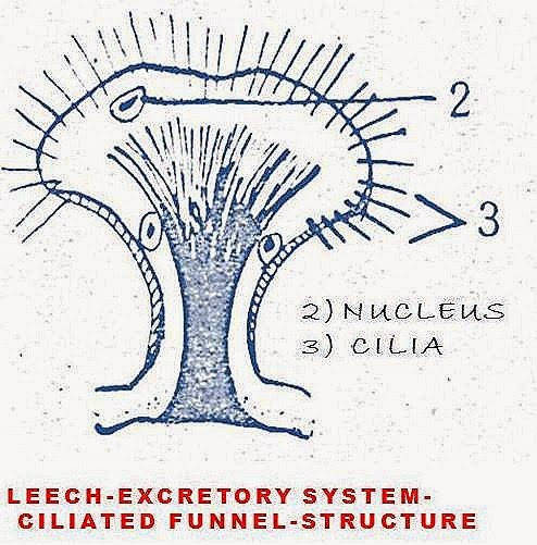 [LEECH-EXCRETORYSYSTEM-CILIATEFUNNEL6.jpg]