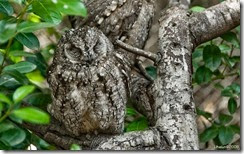Camouflaged-Owls-02-634x396