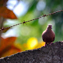 Mourning Dove