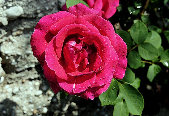 rosa rosa 3 - Gloria Ishizaka