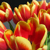 Tulips13.jpg