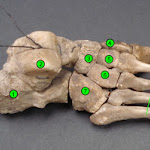 foot_whole_labeled.jpg
