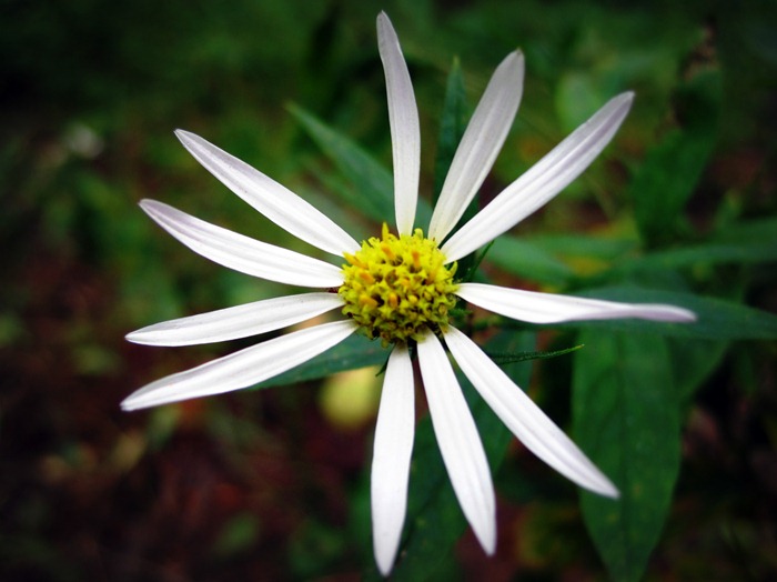 pretty white wildflower in Millcreek Canyon Utah