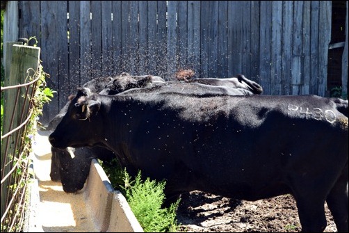 flies on the cows