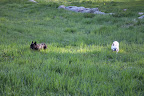 It's nice to romp through this tall grass on such a fine afternoon - so lush!