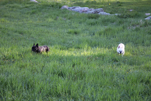 It's nice to romp through this tall grass on such a fine afternoon - so lush!