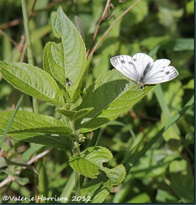 15-green veined white butterfly