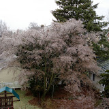 Ice in our backyard, a few days before Christmas