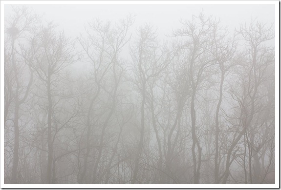 111220_fog_ghost_trees