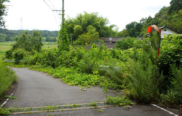 A road overgrown by weeds sits inside the evacuation zone around the Fukushima Dai-Ichi nuclear plant, in Minamisoma, Fukushima, Japan, September 2011. Stuart Biggs / Bloomberg
