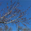 Red Maple buds
