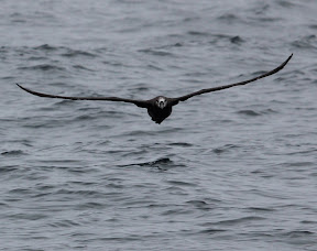 One of my most-wanted birds: Lifer Black-footed Albatross! We saw 11 of these birds on this trip!