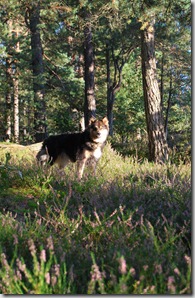 Tur i skogen sept 11 076