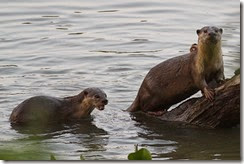 Smooth-coated Otters