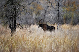 A sable antelope, also a rare sight! Transition to Madagascar - 039.jpg