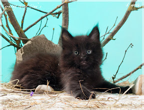 Фото котенка мейн-кун Faraday в 6 недель