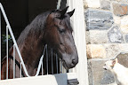 Advice From Meindert, the Horse