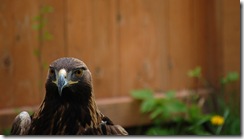 aviary63