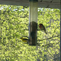 American Goldfinch