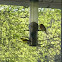 American Goldfinch