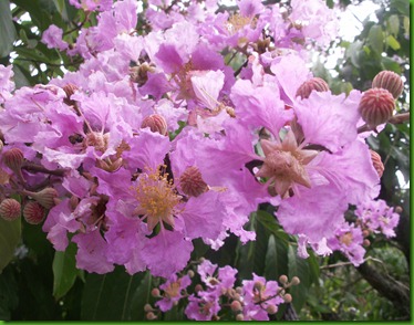 Lagerstroemia speciosa (2) Lagerstroemia speciosa (2)