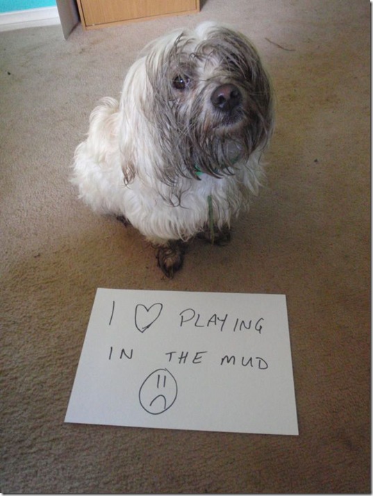 dog-shaming-bad-36