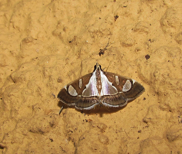 Spotting Image 1